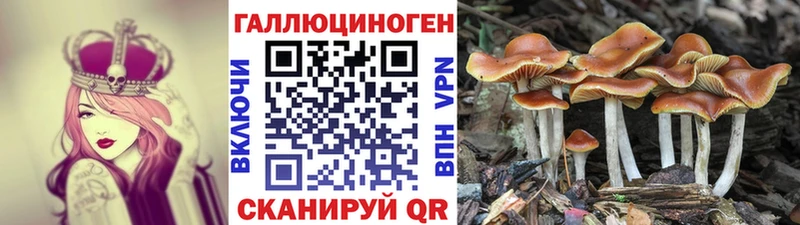 Купить закладки  Староминская  Псилоцибиновые грибы Psilocybe 